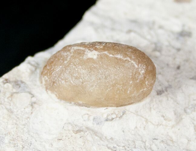 Eocene Aged Fossil Snake Egg - Bouxwiller, France #12967